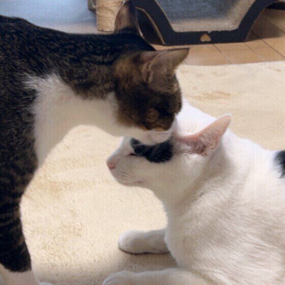 同居猫を毛づくろいする猫