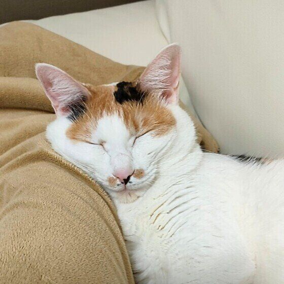 ミケ猫のゆずちゃん