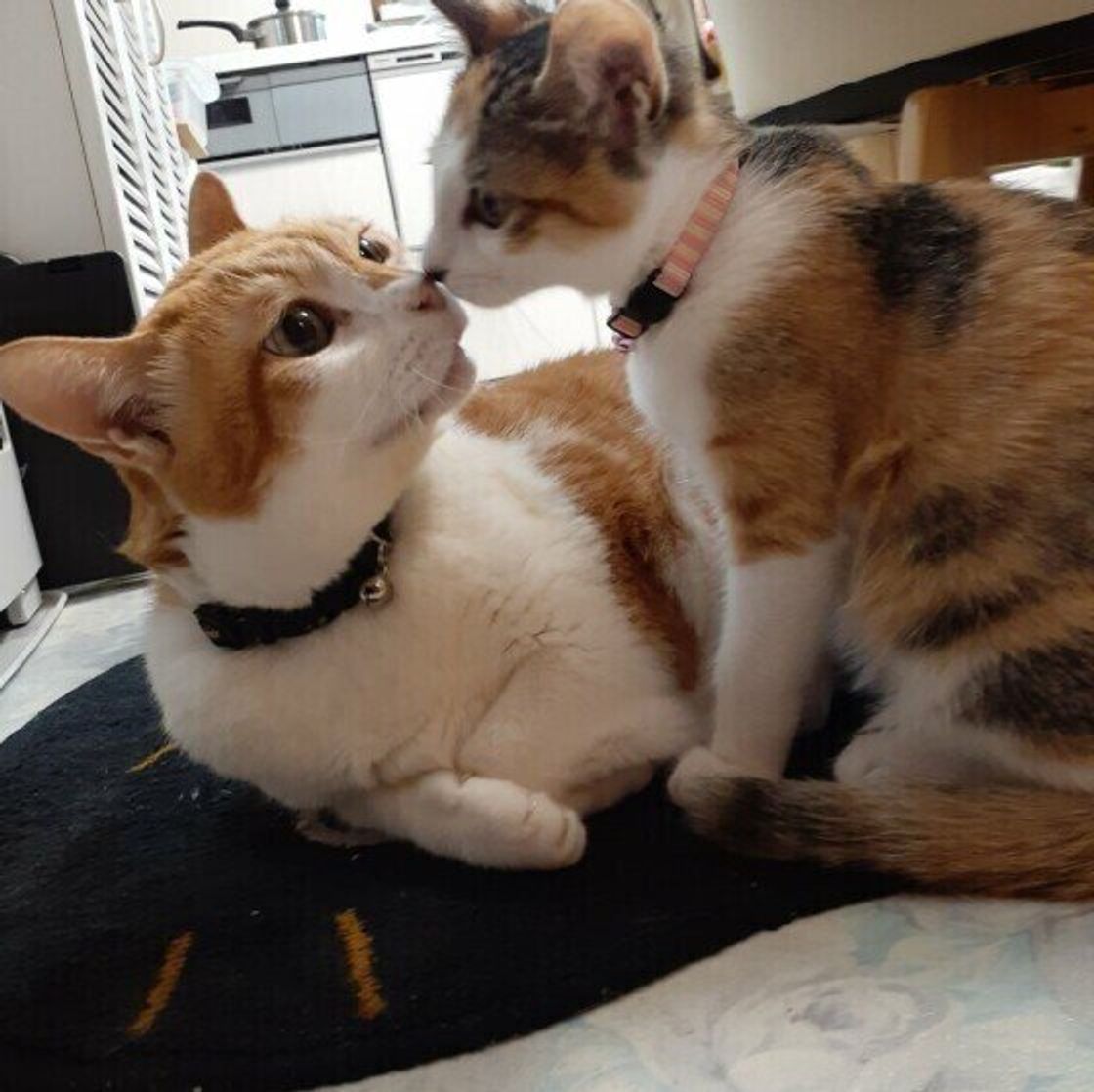 猫同士が鼻で キス する理由 可愛い キス 画像も ねこのきもちweb Magazine 猫同士が鼻で キス する理由 可愛い キス 画像も ねこのきもちweb Magazine
