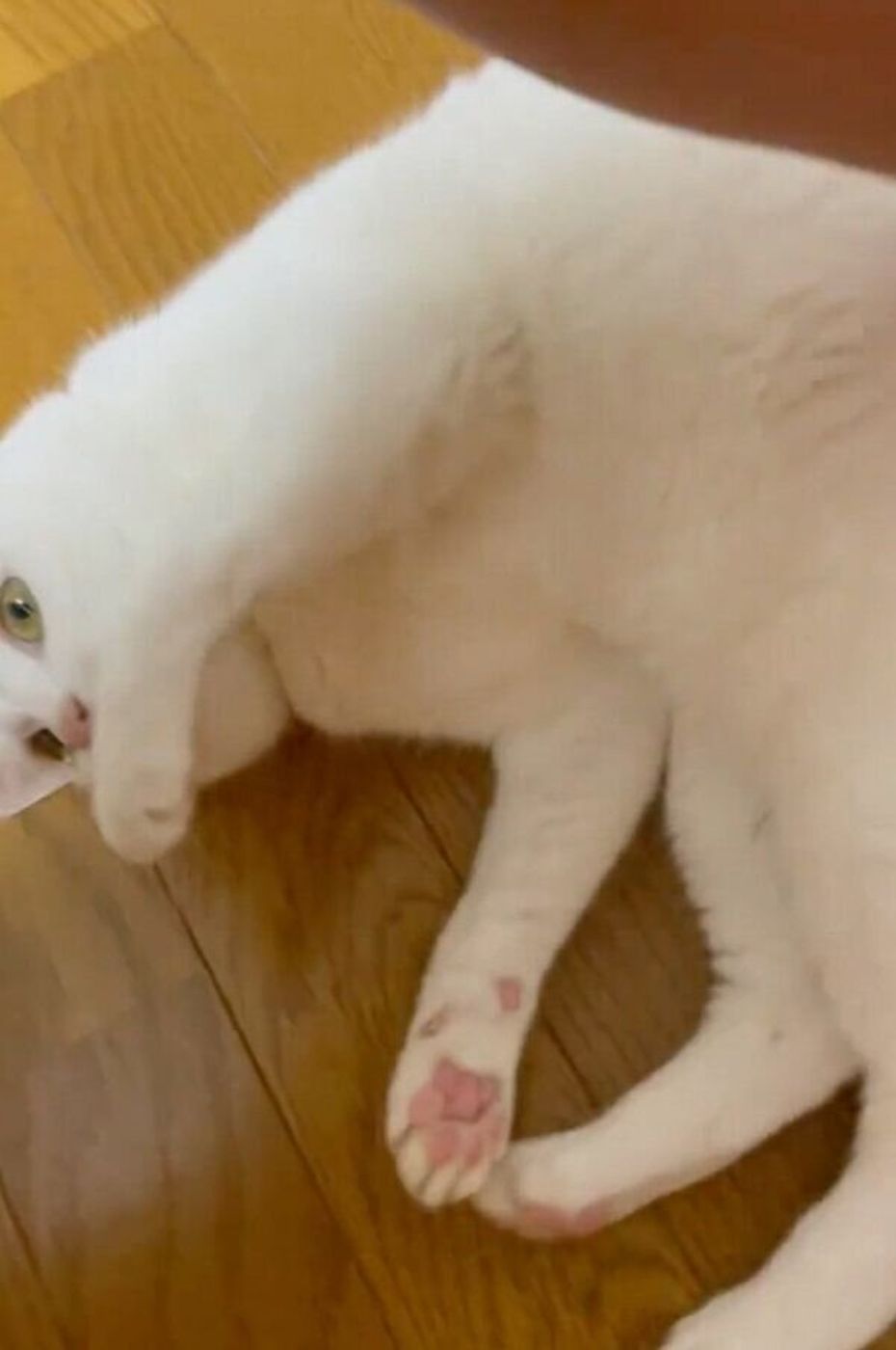 飼い主さんにクルクル回されても 全く動じない マイペースすぎる猫 が可愛い ねこのきもちweb Magazine 飼い主さんにクルクル回されても 全く動じない マイペースすぎる猫 が可愛い ねこのきもちweb Magazine