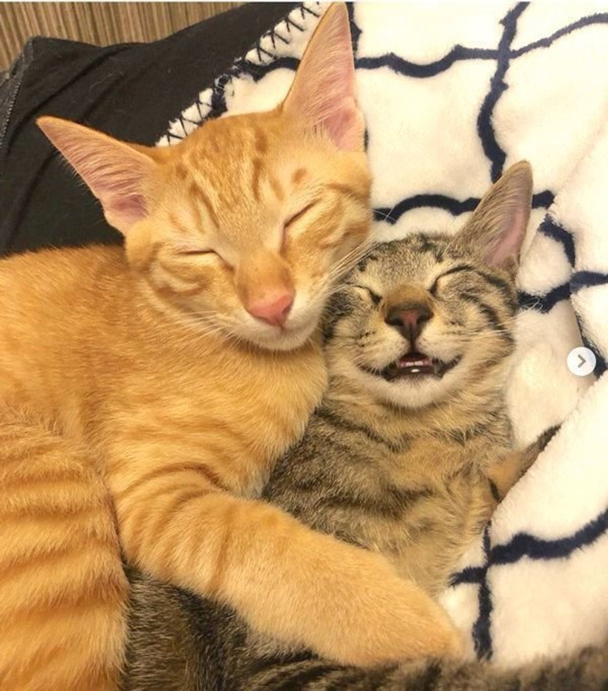 なんちゅう寝顔 笑いながら寝てる 癒し系すぎる子猫の表情に反響 ねこのきもちweb Magazine なんちゅう寝顔 笑いながら寝てる 癒し系すぎる子猫の表情に反響 ねこのきもちweb Magazine