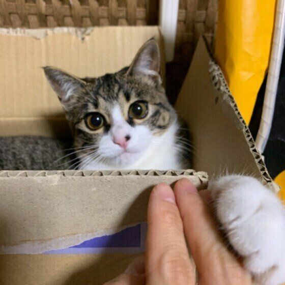 箱に入る猫