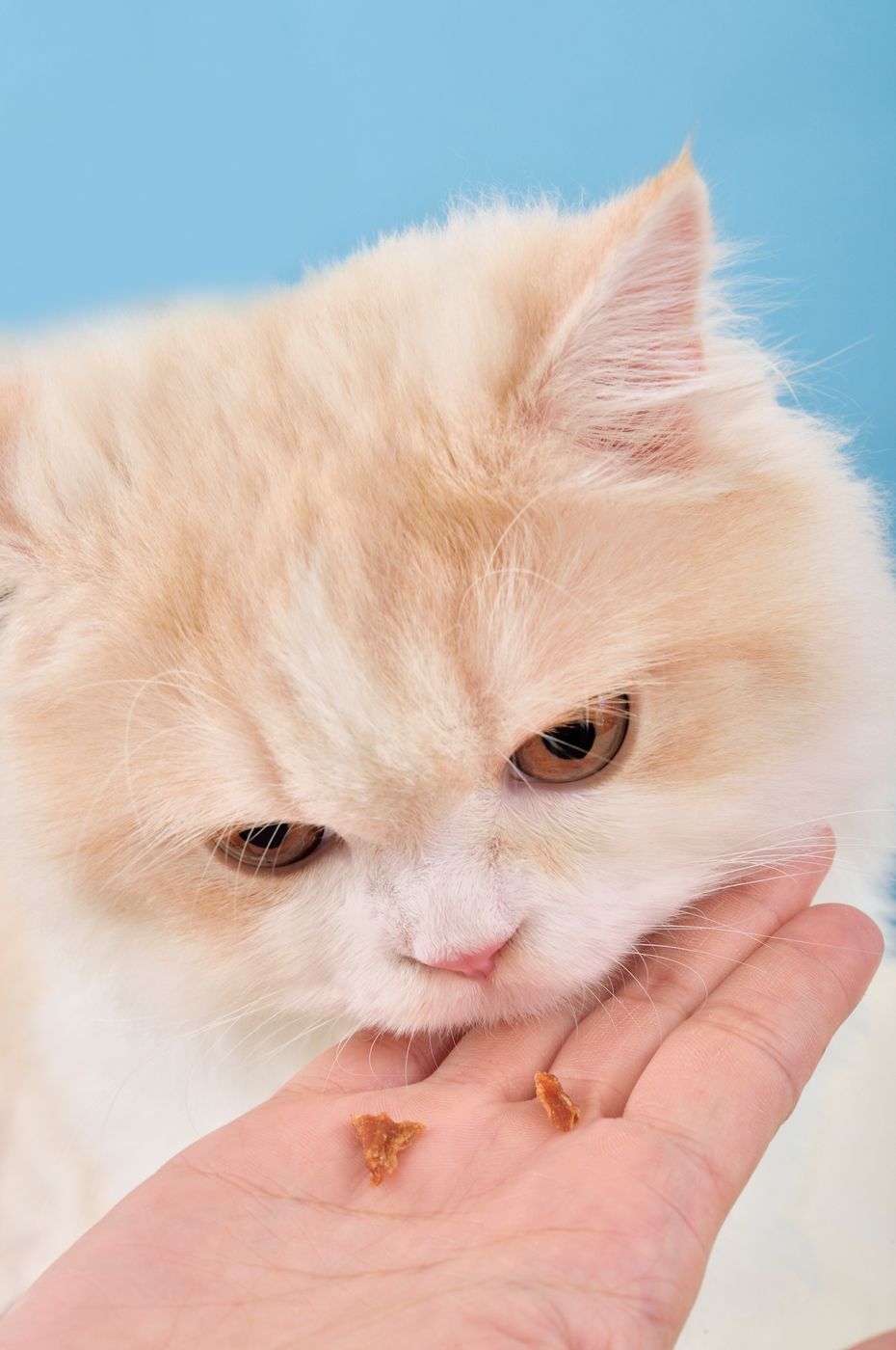 獣医師監修 猫の白内障 原因は どんな症状 治療や予防方法まで ねこのきもちweb Magazine 獣医師監修 猫の白内障 原因は どんな症状 治療や予防方法まで ねこのきもちweb Magazine