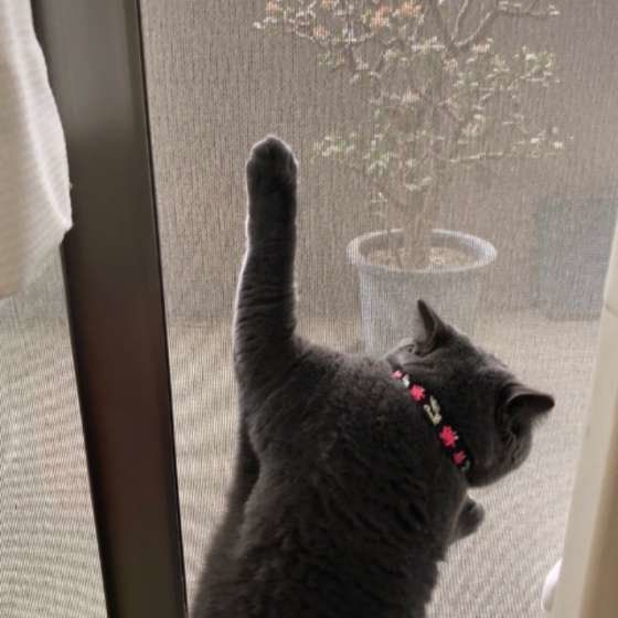 外を見るブリティッシュ・ショートヘア