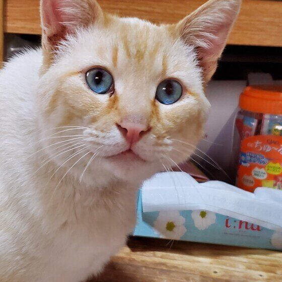 シャムのしろくん♪