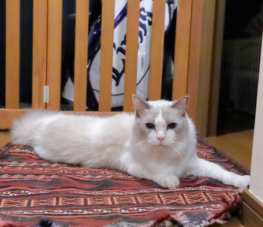 撮影／後藤さくら