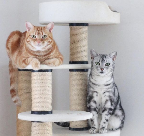 ほっこりする猫との暮らし