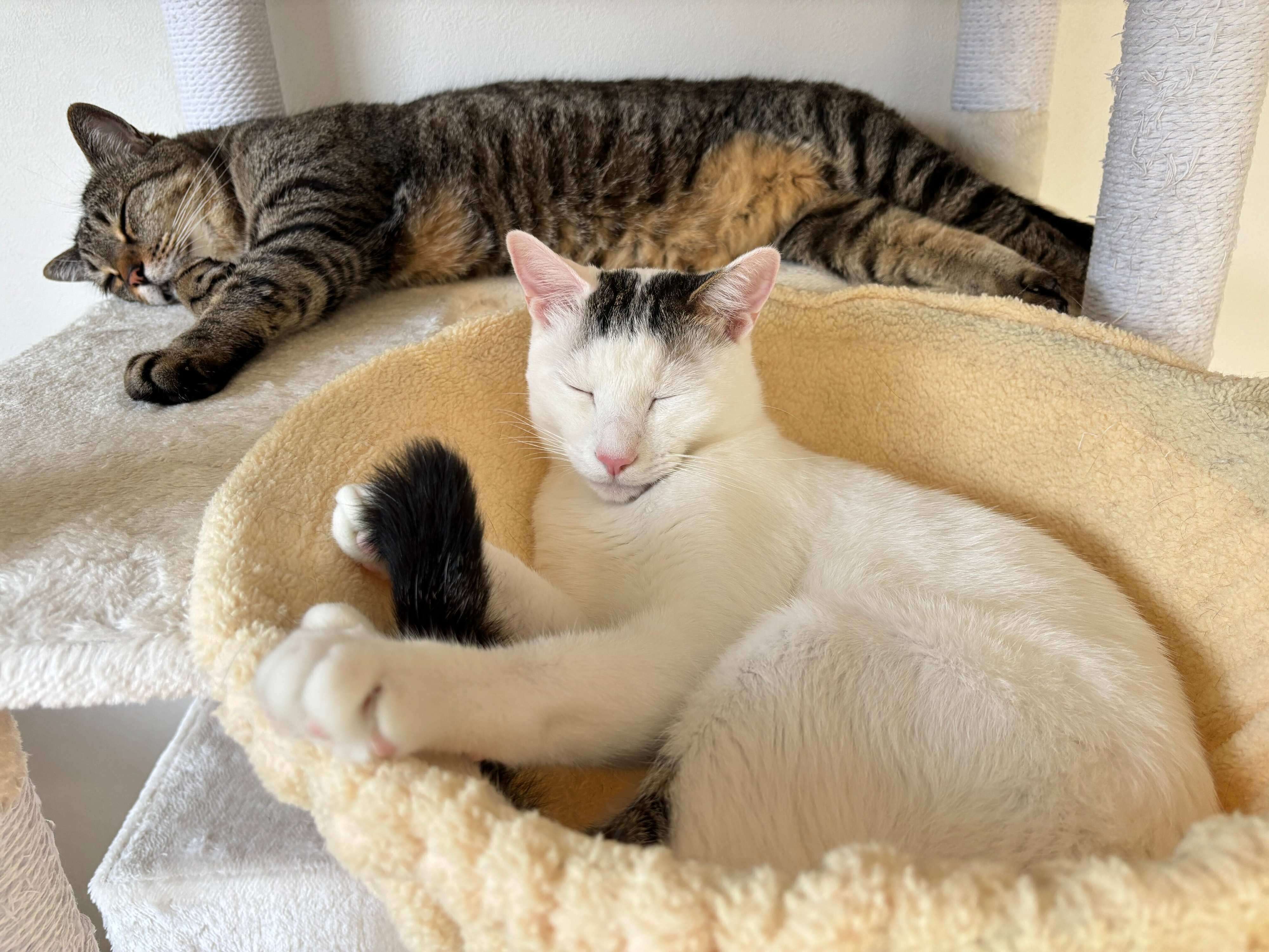 《写真奥から》ボンくん、弟猫・パンくん