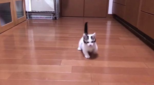 「ごはんくれ」と言ってそうな子猫