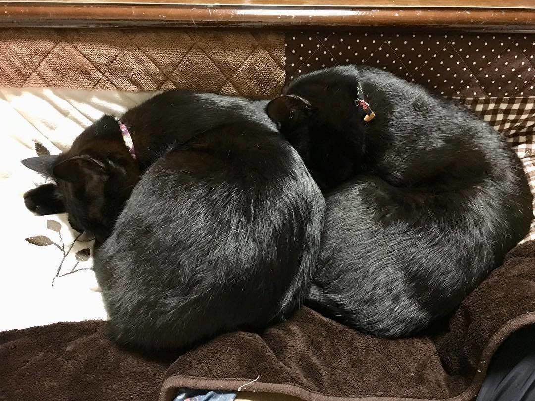 黒猫のチョコくんとあんくんの猫団子