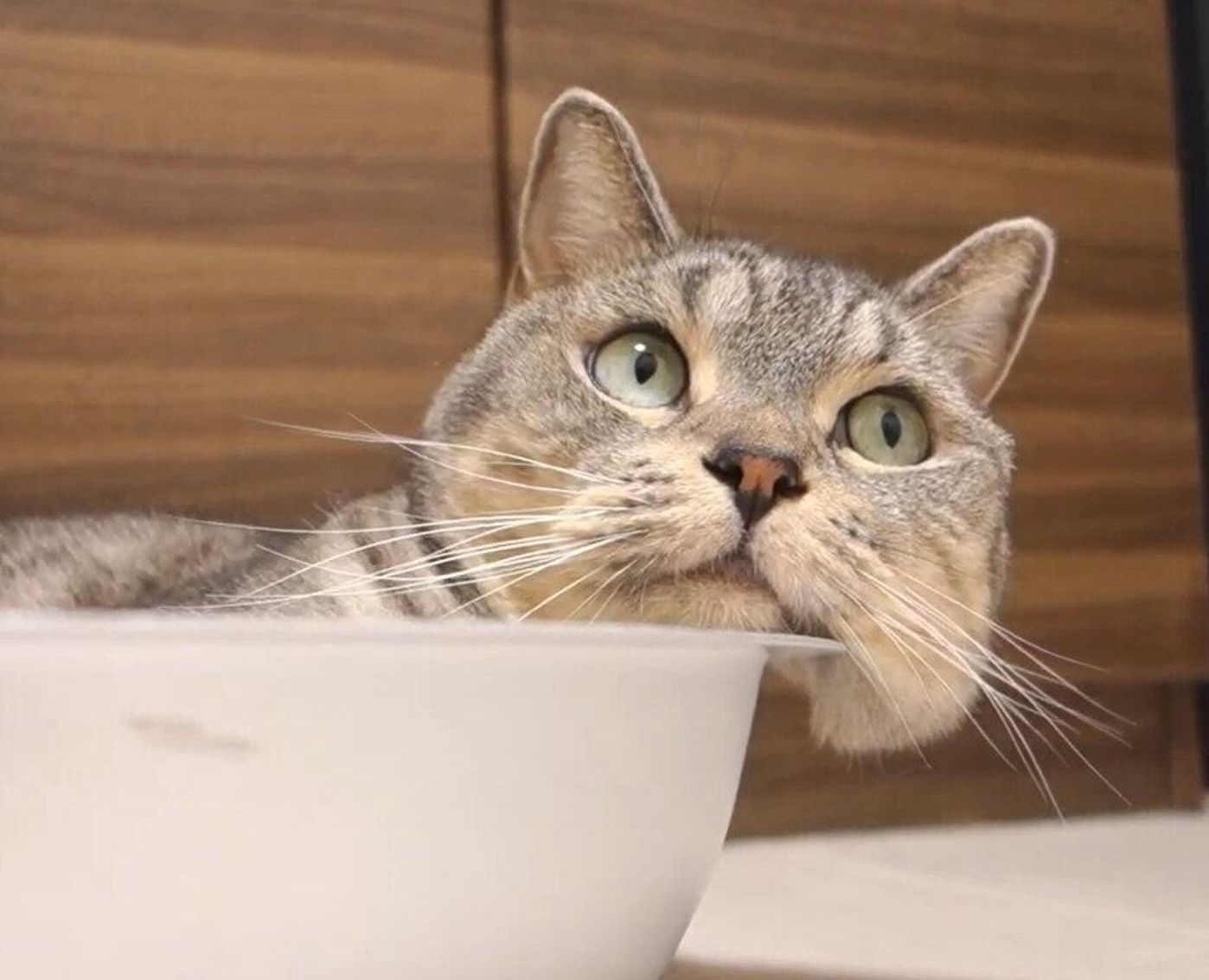 猫鍋からはみでちゃった マンチカンのほっぺがとろ ん ねこのきもちweb Magazine 猫鍋からはみでちゃった マンチカンのほっぺがとろ ん ねこのきもちweb Magazine