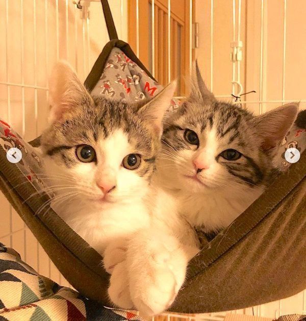 元保護猫・ココアちゃんとラテちゃん