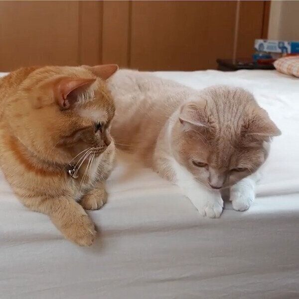 ネネちゃんのお耳をカプッとしちゃうココちゃん