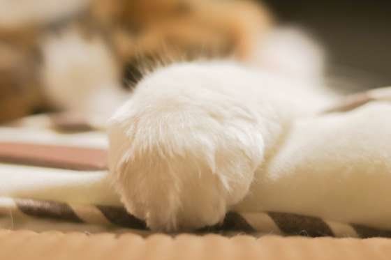 キジトラ・りりちゃん・ポー