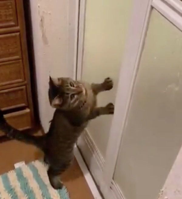 シャワーの水で遊ぶフウちゃん