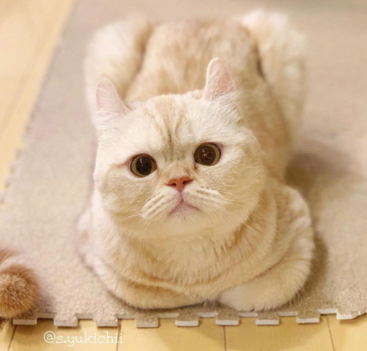 今さら聞けない猫語 香箱座り とは なんぞや ねこのきもちweb Magazine 今さら聞けない猫語 香箱座り とは なんぞや ねこのきもちweb Magazine