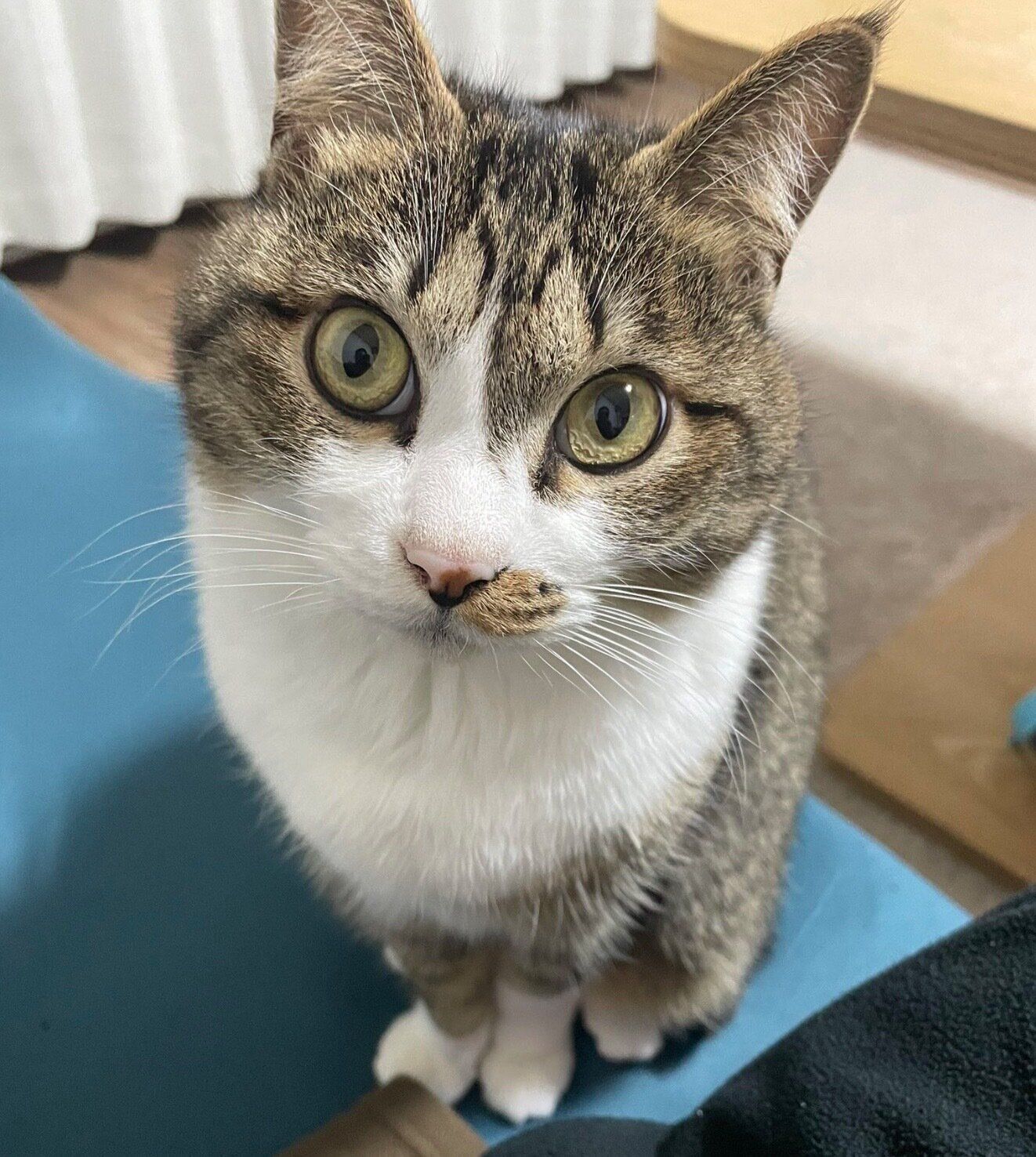 見つめるちいまくん