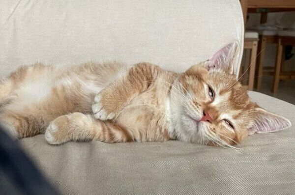 半目で眠るエリィちゃん