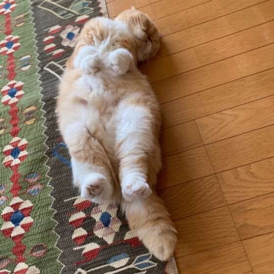 ヘソ天するスコティッシュフォールド