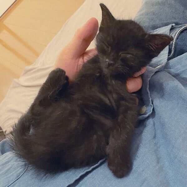 お父さんの膝の上で眠るこぐまくん