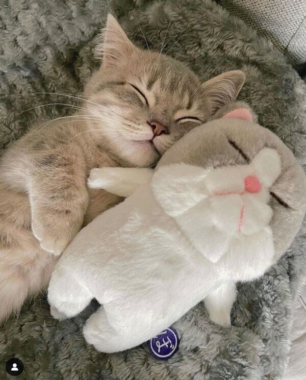 ぬいぐるみと一緒に眠るししゃもくん