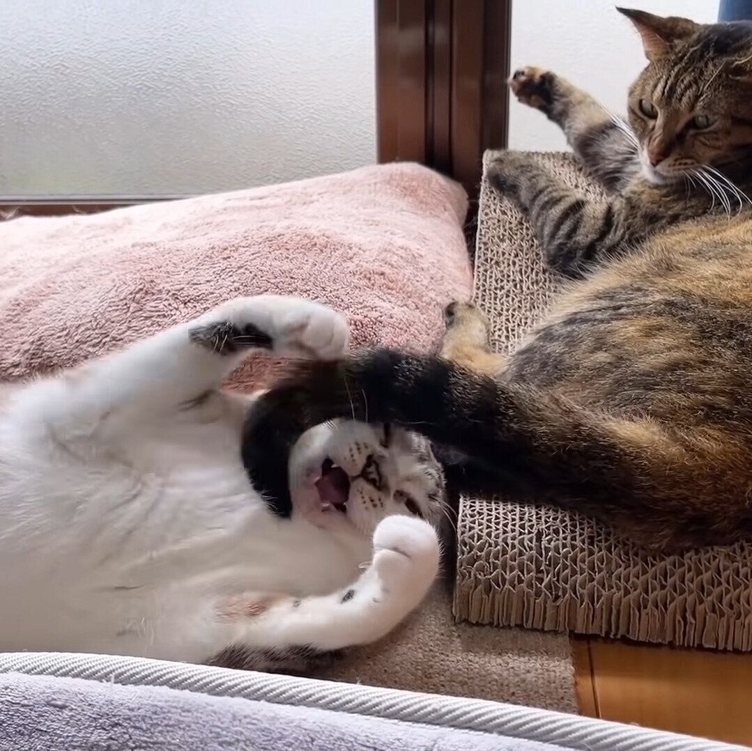 じゃれているリノちゃん