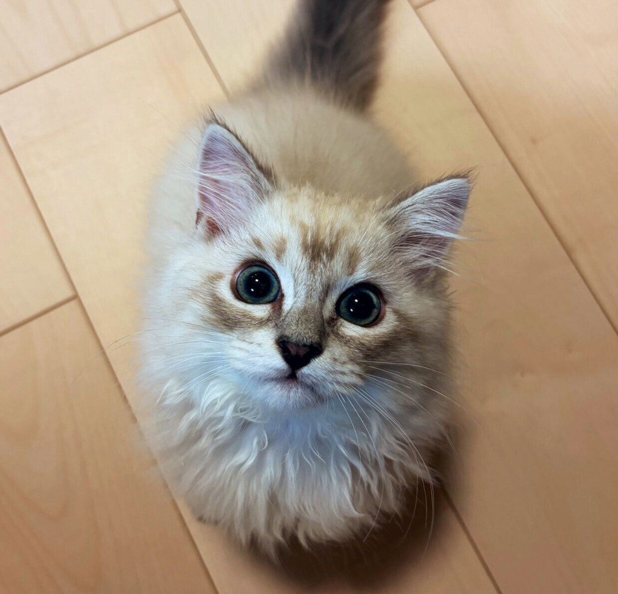 まんまるの目で見つめるかるびくん