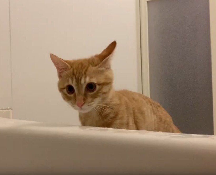 お風呂にいる猫