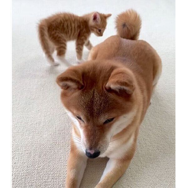 ぷくちゃんのしっぽを見つめるりんくん