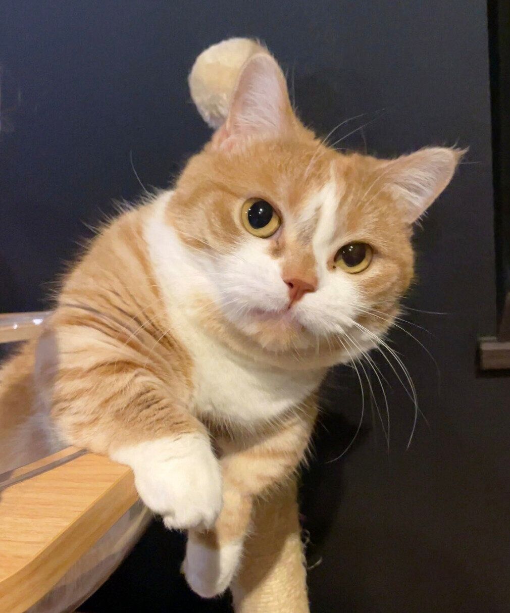 見つめる虎太郎くん