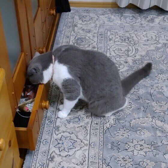 スコティッシュフォールドのランくん♪