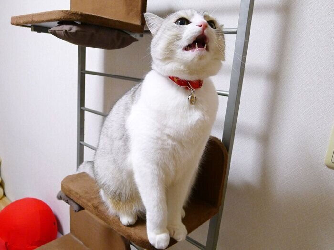 シャー という猫 いわない猫 本日もねこ晴れなり Vol 357 ねこのきもちweb Magazine シャー という猫 いわない猫 本日もねこ晴れなり Vol 357 ねこのきもちweb Magazine