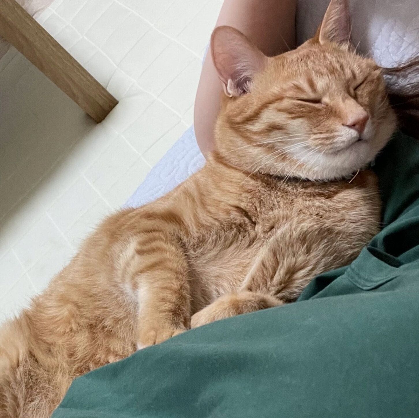 飼い主さんと添い寝するうにくん