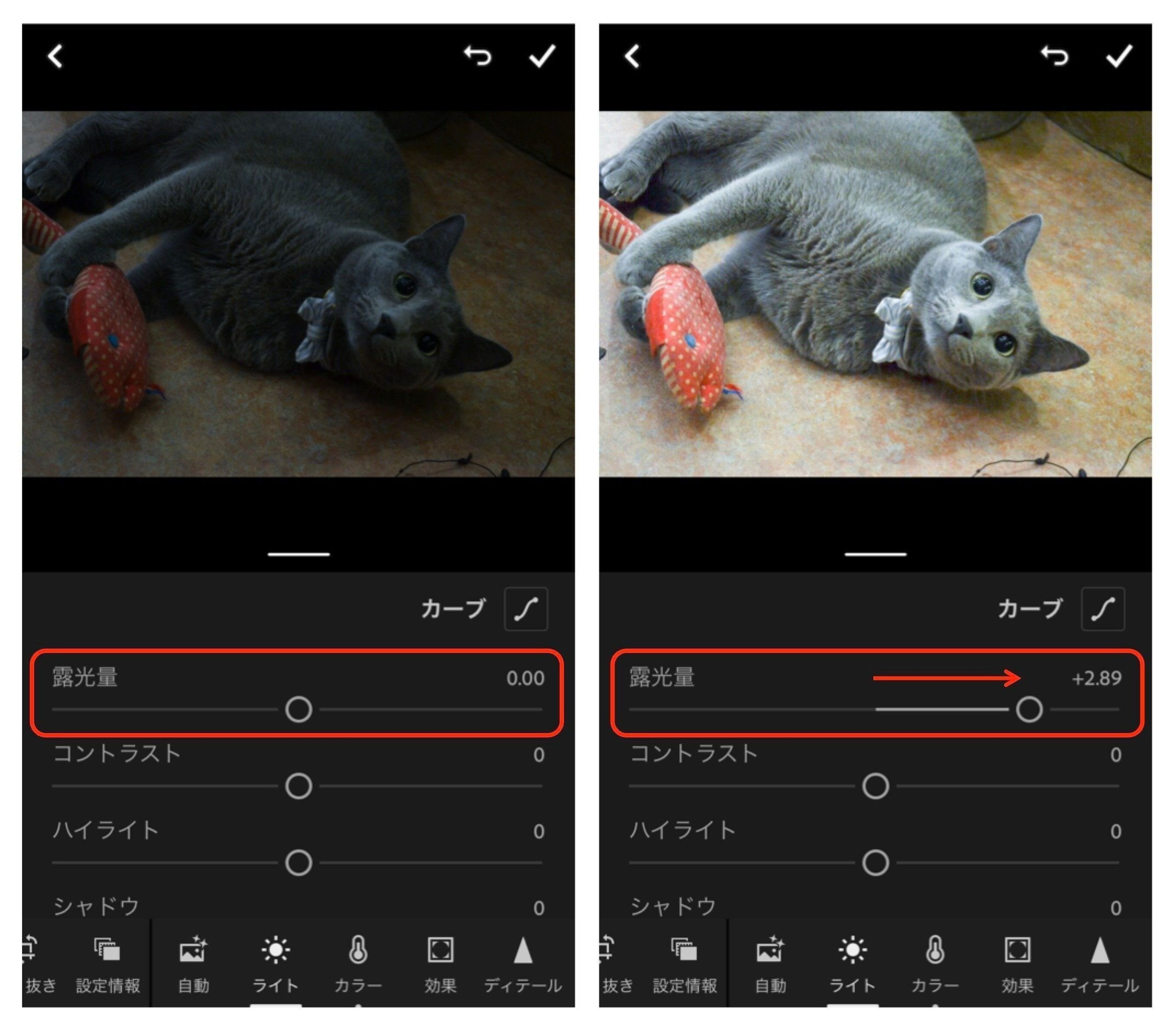 Pr 猫カメラマンさん教えて 誰でも愛猫の写真を素敵に仕上げる方法 無料で使える編集アプリ ねこのきもちweb Magazine Pr 猫カメラマンさん教えて 誰でも愛猫の写真を素敵に仕上げる方法 無料で使える編集アプリ ねこのきもちweb Magazine
