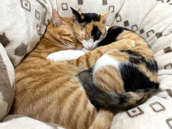 くっついて眠るテトくん、小春ちゃん