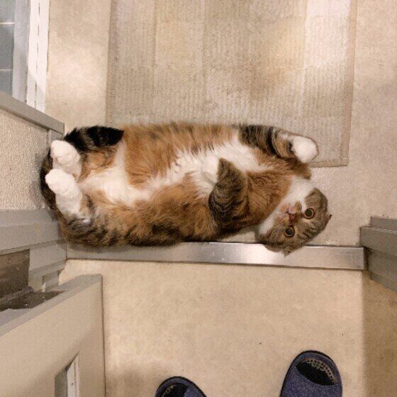 スコティッシュフォールドのもかちゃん♪