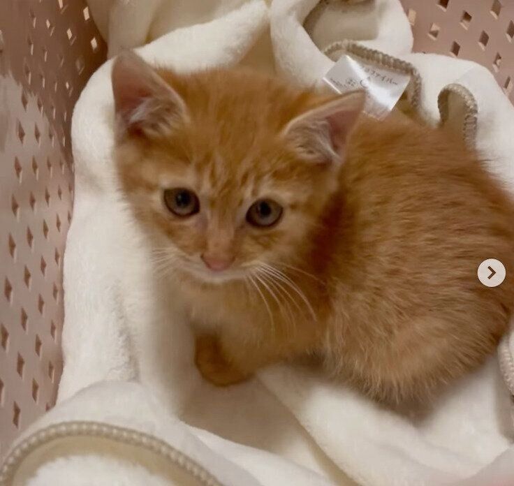 お迎えしたばかりのころのチャーリーくん