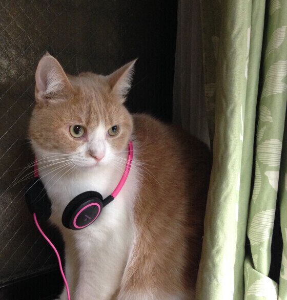 スコティッシュフォールドのマロンちゃん