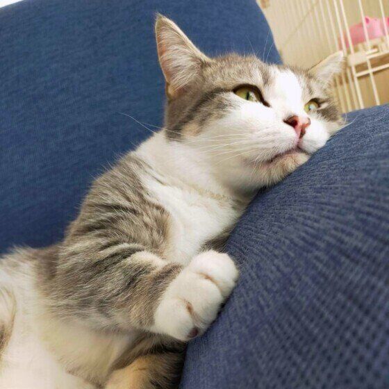 飼い主さんのソファが好きなゆきちくん