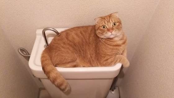 トイレタンクを陣取るスコティッシュフォールド