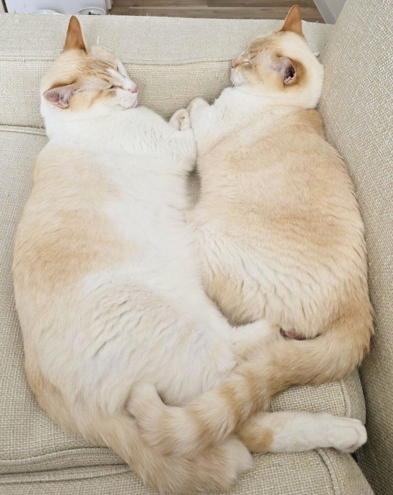 仲良しな噛太郎くん、たま子ちゃん