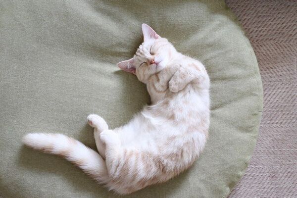 眠るナツちゃん