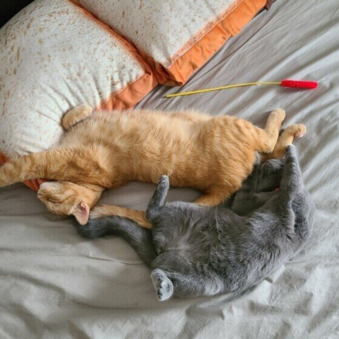 無防備すぎる猫 多数出没 猫が夏になると おだらけポーズ になる理由 ねこのきもちweb Magazine 無防備すぎる猫 多数出没 猫が夏になると おだらけポーズ になる理由 ねこのきもちweb Magazine