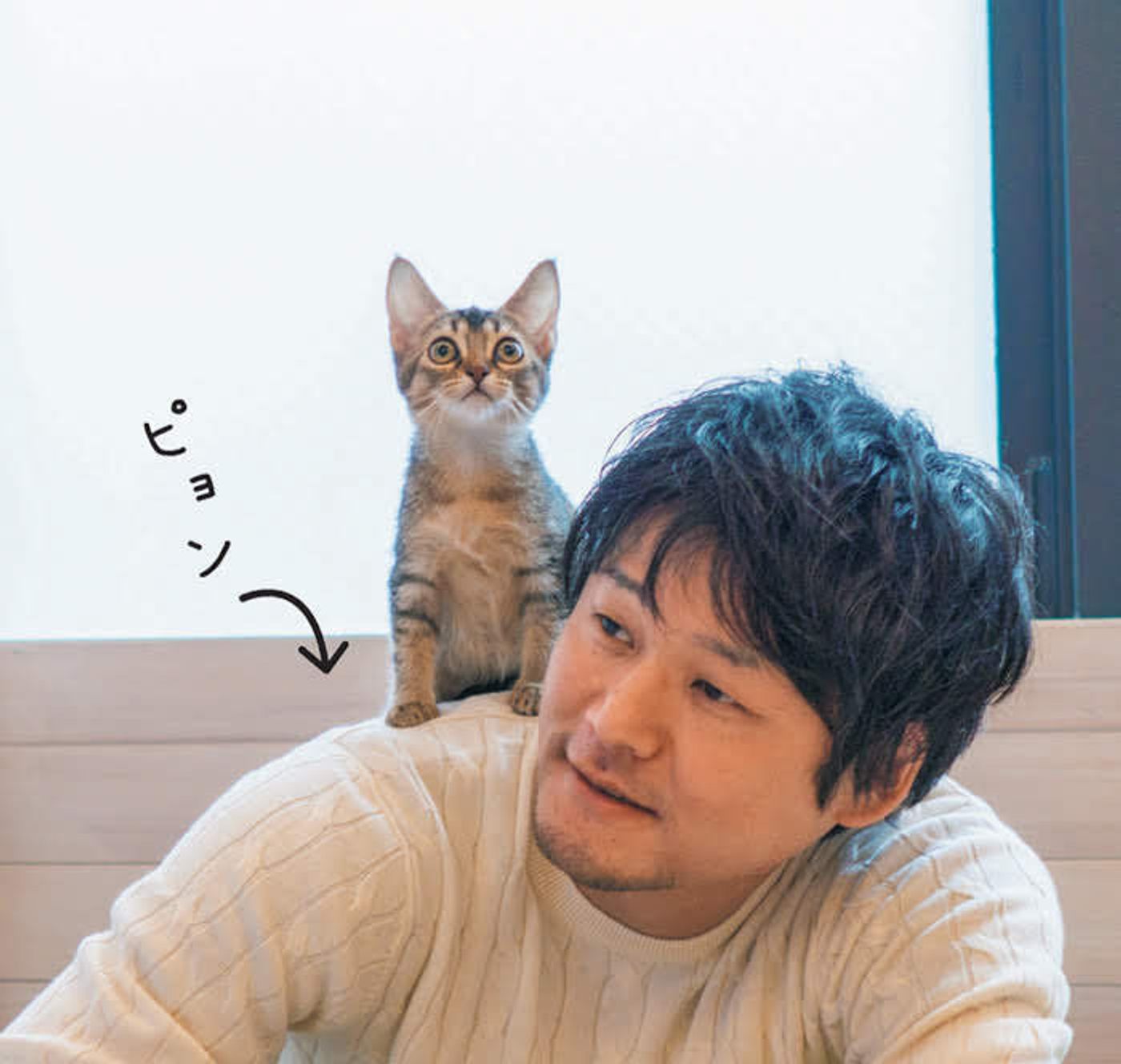 難易度高め 愛猫を憧れの 肩のり猫 にするためのワザとコツを紹介 ねこのきもちweb Magazine 難易度高め 愛猫を憧れの 肩のり猫 にするためのワザとコツを紹介 ねこのきもちweb Magazine