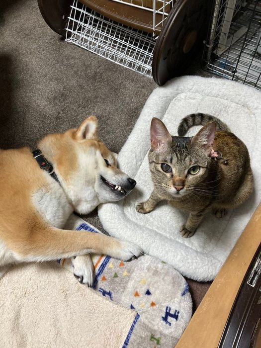 飼い主を見上げる猫と眠っている柴犬