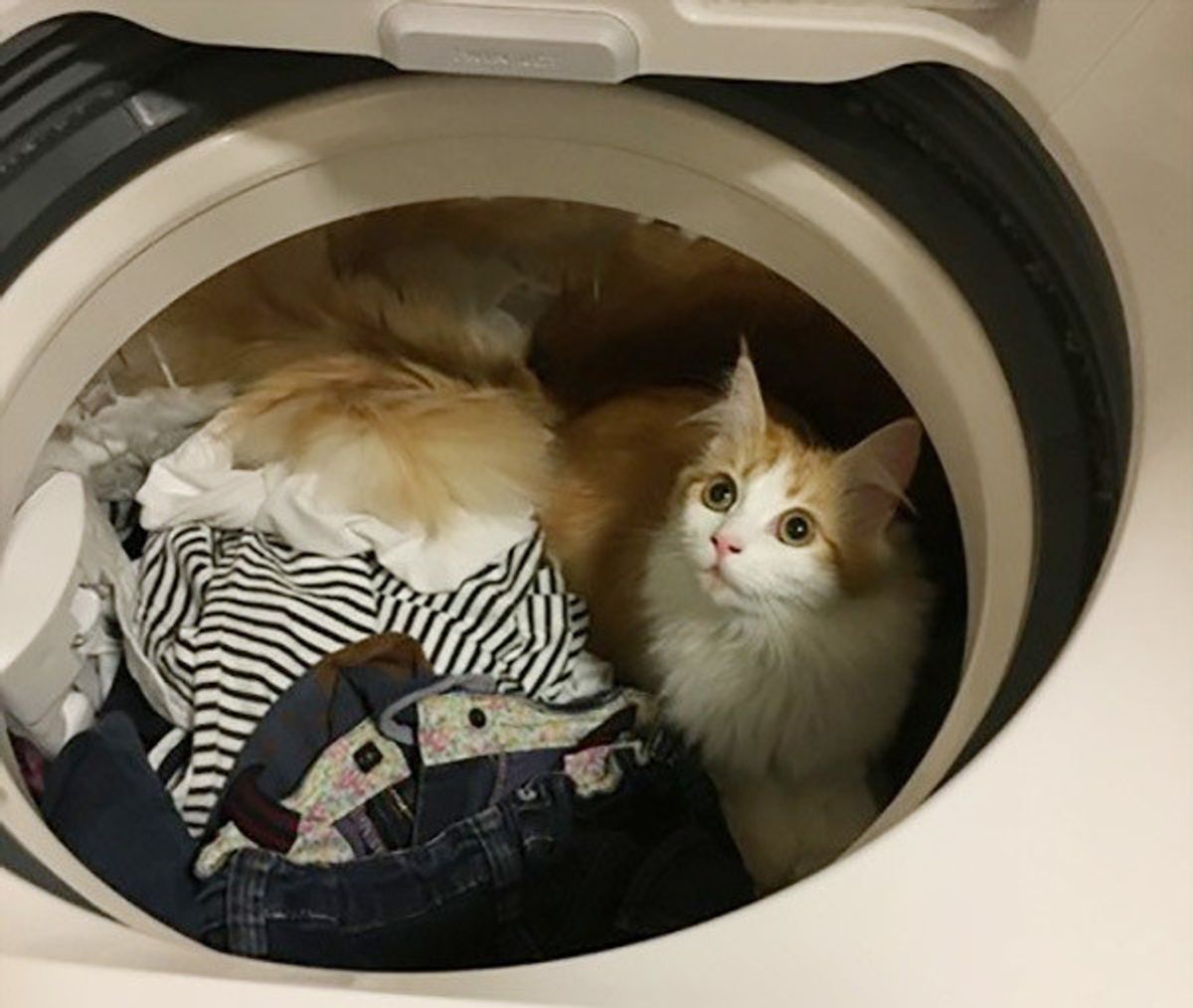 ニャンコたちの隠れ家 洗濯機 スイッチをつける前に猫バンバンを D ねこのきもちweb Magazine ニャンコたちの隠れ家 洗濯機 スイッチをつける前に猫バンバンを D ねこのきもちweb Magazine