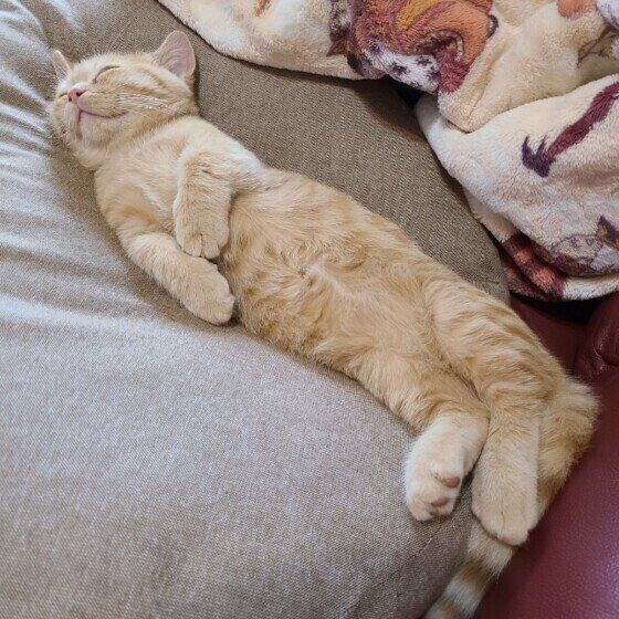 マンチカンのレオ君♪