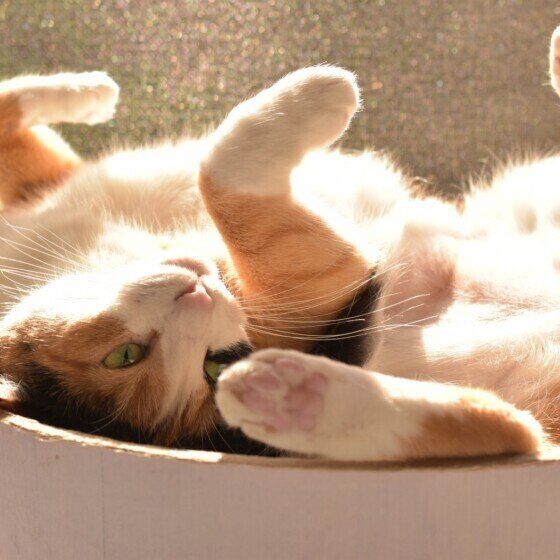 日向ぼっこするミケ（メス）