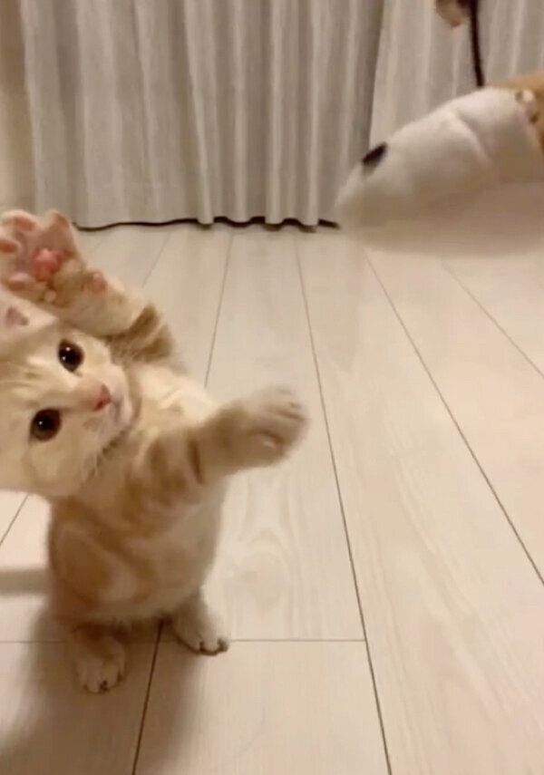 全力で遊ぶきなこくん