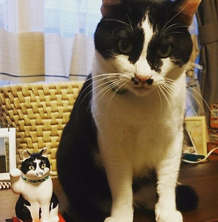 猫と招き猫